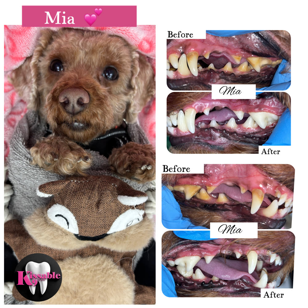 Mia, before and after a Kissable K9 teeth cleaning